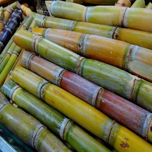 Sugarcane  Manufacturer in Maharashtra